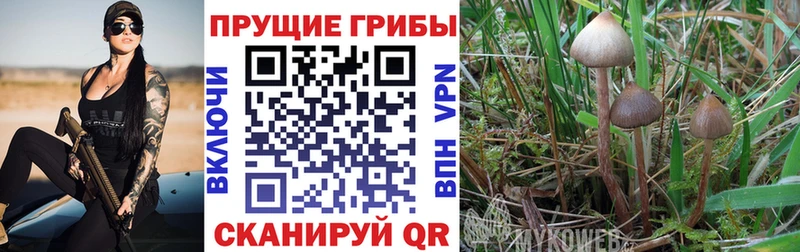 Псилоцибиновые грибы GOLDEN TEACHER  купить наркотики цена  Бирюч 